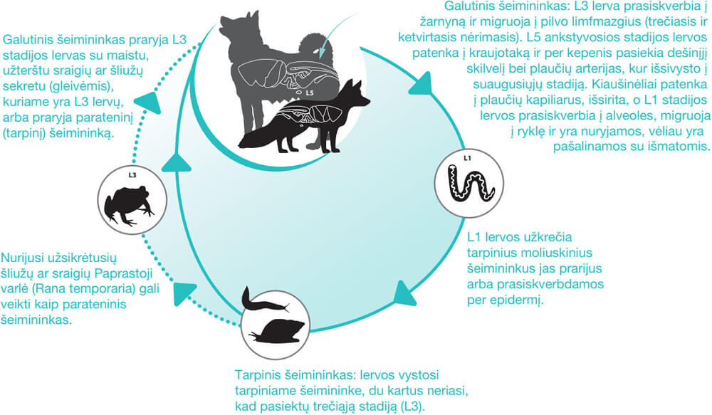 Prancūziškos širdies kirmėlės gyvenimo ciklas